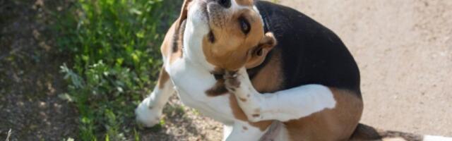 Zaštite psa od buva bez hemije i iritacije: Prirodna pomoć kod kuće - padaće kao pokošene