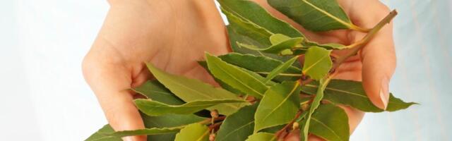 Kako lovorov može da preporodi cveće: Za malo novca sve raste i buja, a pravi je melem za paradajz i paprike