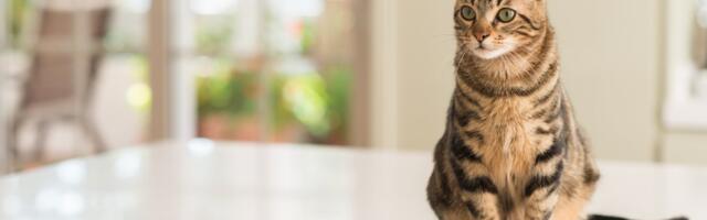 Naučite mačku da se ne penje na sto