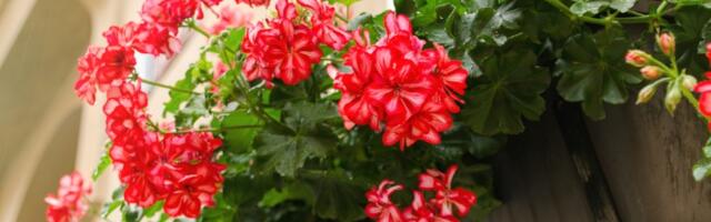 Muškatle će vam biti LEPŠE nego ikada! Evo u čemu je tajna