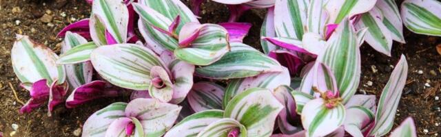 Ovu biljku nikada ne unosite u kuću: Veruje se da donosi NESREĆU (FOTO)