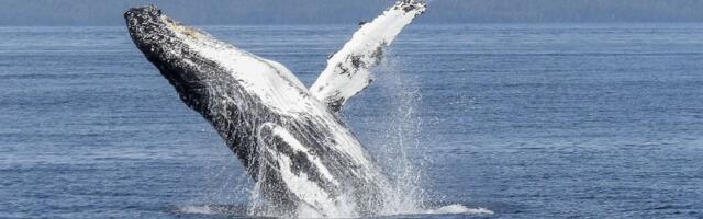 Dronovi otkrili smrtonosni virus u dahu arktičkih kitova