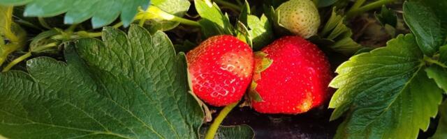 Gordana voli zemlju "kao svoje oko": U njenom plasteniku jagode uspevaju i u decembru