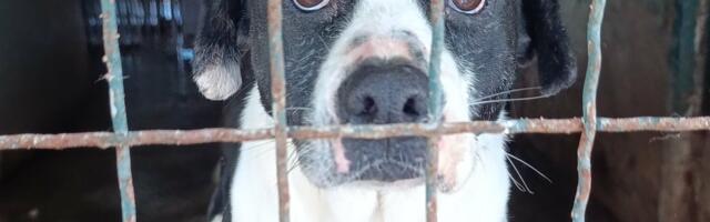 Milenković Kerković: JKP „Mediana“ zabranilo pristup prihvatilištu za pse