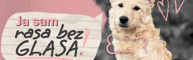 "Rasa bez glasa": Direct Media poziva na podršku napuštenim životinjama