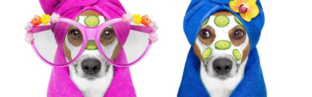 Da li bez blama javno izgovarate IME svog ljubimca: Ko je Kapetan Zečije Pantalone, a ko Džepna Dlačica?