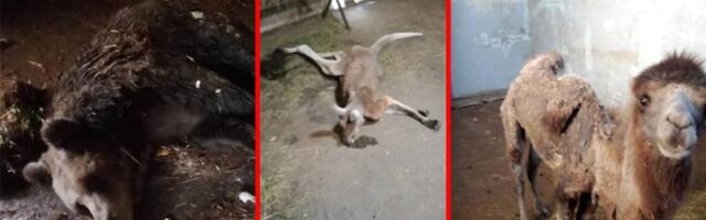 Najpotresniji snimak izmučenog tigra u Zoo vrtu na Paliću: Krivična prijava zbog zanemarivanja životinja (VIDEO)