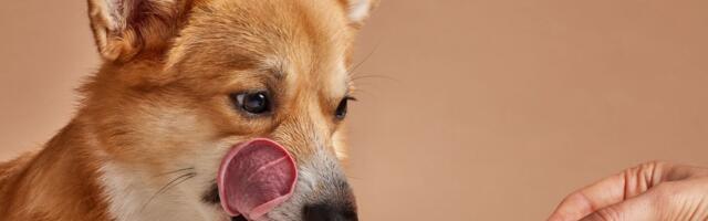 "NAJBOLJE UPOTREBITI DO...": Znate li šta rizikujete kad psu dajete hranu kojoj je istekao rok trajanja?