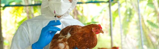 Na farmi u Petrovu eutanizovano 62.000 živina zbog ptičijeg gripa: EU zabranila izvoz mesa iz BiH