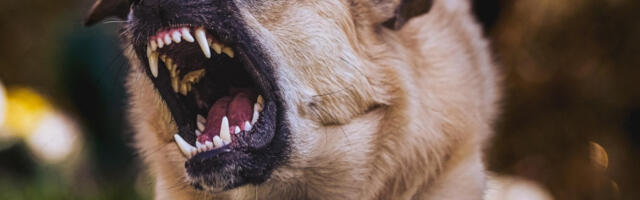 Опасан пас није само питање расе