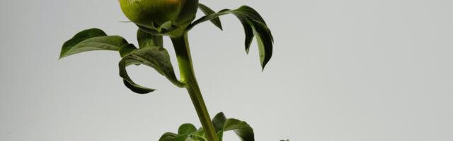 Horoskop za 10. jul 2026: Ribe zatvaraju jedno poglavlje, a ovaj znak dobija novu priliku