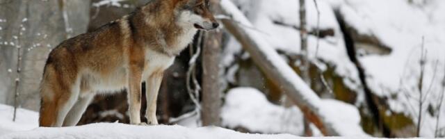 Centrom Nove Varoši šeta vuk, građani uznemireni
