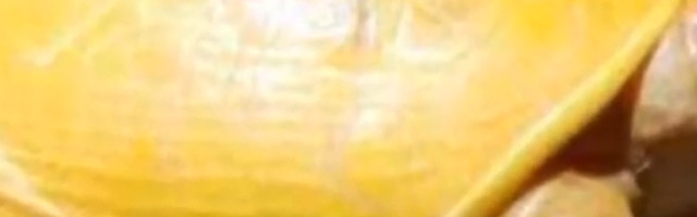 U Nepalu je pronađena zlatna kornjača, nauka i religija daju različita objašnjenja