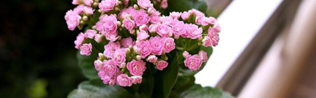 Ako nabavite CVET SREĆE, u vaš dom će stići pare i blagostanje (FOTO)