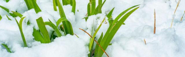 Kada i kako oporaviti travnjak posle zime: Najvažniji saveti za setvu i zalivanje u prolećnim mesecima