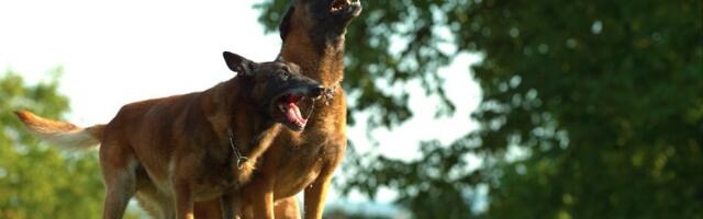 Horor na Voždovcu: Ženu izujedali psi