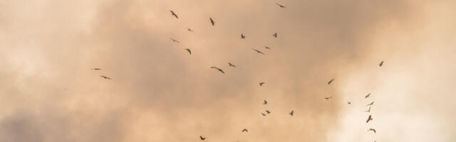 Оштрије мере против незаконитог одлагања отпада