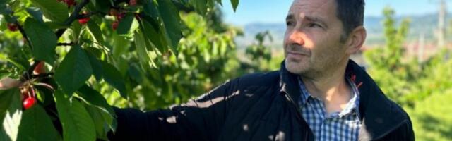 NEMA VIŠE PLJAČKI U SUPERMARKETIMA! Stigle domaće trešnje - evo kakav je rod! (FOTO)
