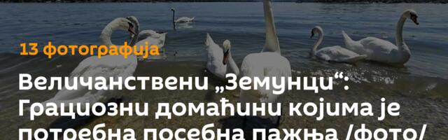Величанствени „Земунци“: Грациозни домаћини којима је потребна посебна пажња /фото/