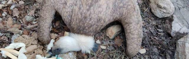 Uginuo bjeloglavi sup, sumnja se na trovanje: Kakva je budućnost ovih veličanstvenih ptica? (VIDEO)