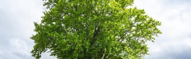 MISTERIOZNO DRVO U SAMOM CENTRU SRBIJE: Meštani kažu da je ukleto, ne smeju ni da ga pipnu, a evo i zbog čega! (FOTO)