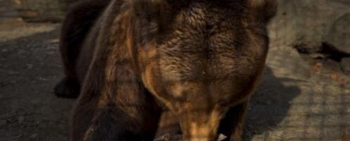 SVE OČI UPRTE U MEDENOG, A ON I NIJE BAŠ POUZDAN METEOROLOG! Izašao, prošetao..., ali medvedica  Dunja iz Beograda rekla svoje! Evo da li je zimi kraj