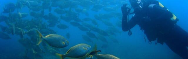 Opasna riba ulovljena u Jadranskom moru! Jedan zalogaj može biti fatalan, ugriz može biti OZBILJAN