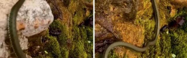 ZMIJE SE MASOVNO BUDE U SRBIJI! Šok snimak sa reke Gradac IZBLIZA, ljudi u neverici! (VIDEO)