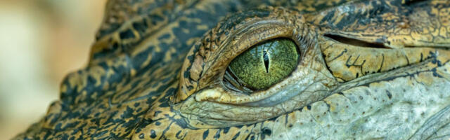 Крокодил ушетао у хотел у потрази за храном