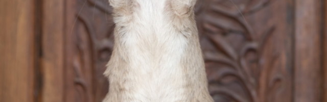 Ljudima je potrebno četiri dana, njemu samo 20 minuta!