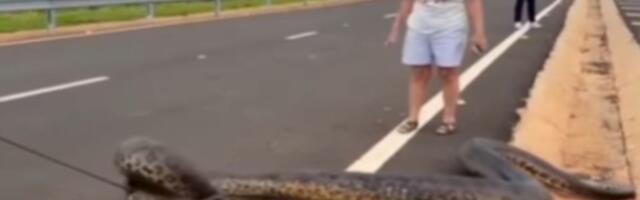 VIDEO: Zmija od pet metara preprečila put - vozači je sami uklonili