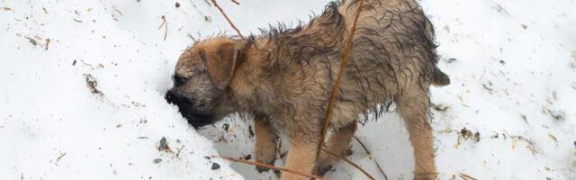Mnogi vlasnici nemaju pojma šta je zimski gastritis: Pripazite, ovaj rizik vreba pse koji JEDU SNEG