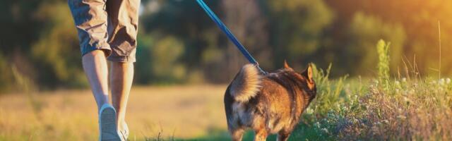 Ako šetate psa bez povoca na OVOM mestu platićete kaznu do 10.000 evra: Ovo je RAZLOG