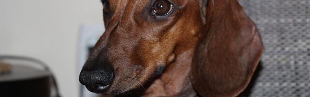 Bira se "najkera" Novog Sada: Izložba pasa mešanaca u Limanskom parku