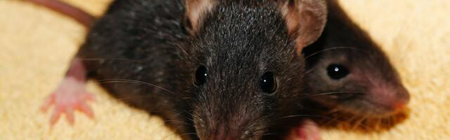 Borba oko slasnog zalogaja (VIDEO)