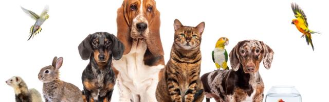 Podgorica dobija policajce za životinje, ali i najmoćnije propise o dobrobiti ljubimaca!