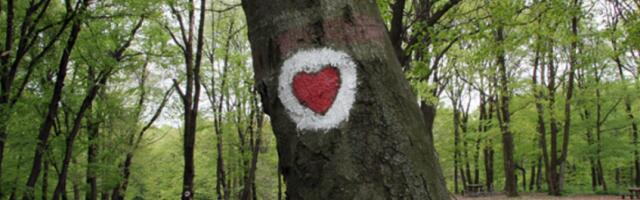 Србија ће номиновати шуме за Унескову листу