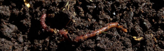 ​Швајцарска: покреће се пројекат људског компостирања