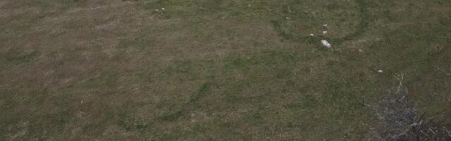 Čudo prirode kod Kosjerića: Misteriozna pojava na travi javlja se svakog proleća, meštani ih nazivaju Majdanski krugovi a neki veruju da tu vile igraju kolo