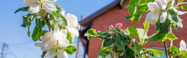 Malo dvorište, velika berba: 9 voćki koje uspevaju i u skučenom prostoru