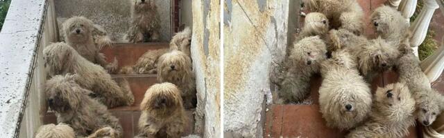 Belegiš sutra piše belu bajku: 18 zapuštenih malih pasa iz dvorišta tame konačno kreće u novi život