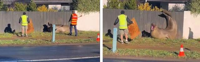 Nil se vratio u okean: Boravak destruktivnog morskog slona na Tasmaniji izazvao pravu pometnju i raspravu