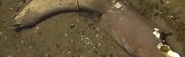 VIDEO: Rekordno nizak Dunav u Bugarskoj otkrio kosti mamuta