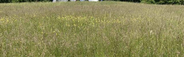 Spomen park Šumarice: Ništa se ne kopa, ali se pojedini spomenici ne vide od trave