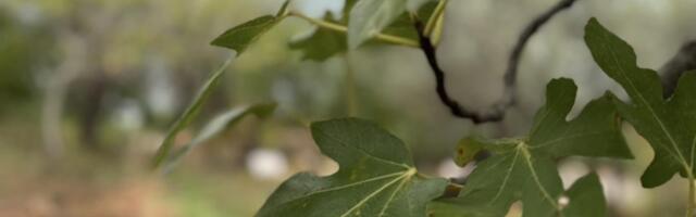 Čaj od ove voćke snižava šećer, reguliše probleme sa disanjem i smanjuje trigliceride: Prirodna riznica zdravlja - evo kako se najlakše konzumira!