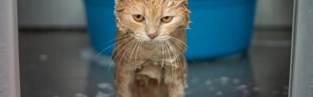 Prava mala čudesna priča: Mačka oprana u veš mašini - pogledajte reakciju(VIDEO)