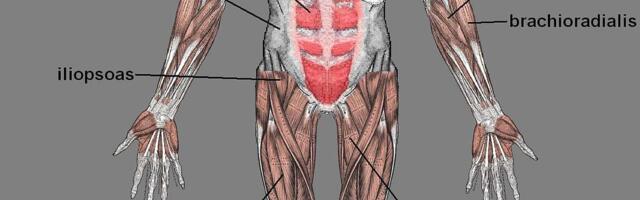 Skeletno mišićno tkivo zadržava „molekularno pamćenje“ ponovljene neaktivnosti