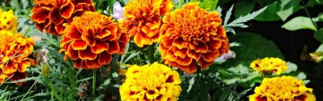 Biljke koje čuvaju baštu od štetočina: Posadite ih jednu pored druge i nećete morati da prskate