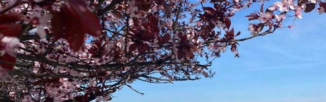 Meteorolog Todorović: Proleće došlo ranije