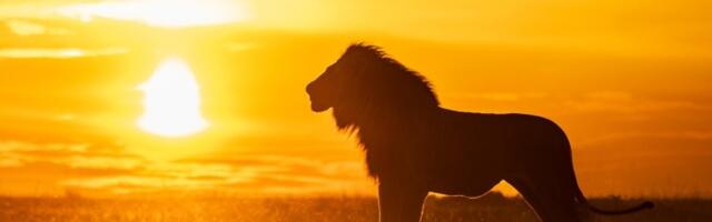 Tužba od 27 miliona dolara zbog prevoda pesme iz Kralja lavova: "Moram da branim svoje pravo na šale"